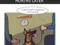 Beautiful story of a dog