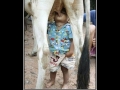 Milk in a box