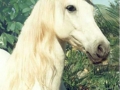 Unicorns