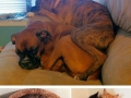 Before & after pics of animals growing up