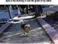 Heartbroken dog visits his best friend's grave every day