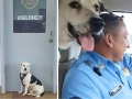 Stray dog walks into police station, gets a job