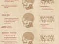 A look at human faces from inside
