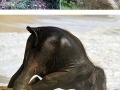 Animals that had a little too much to drink