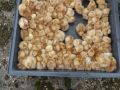 1,000 tiny chicks dumped in a field left to die