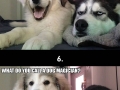 10 best bad puns dog memes ever