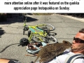 Adorable moment a quokka leaps towards a tourist's camera