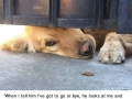 Ralph peeks out from under a gate to wait for his best friend