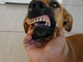 Man is shocked when his dog walks in with a weird new smile