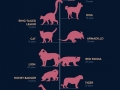 Animal lifespan chart