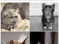 Cats with Nicolas Cages face