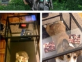 Then and now photos of puppies/dogs