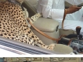 Incredible things that are possible only in Dubai