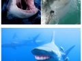 Sharks with human teeth