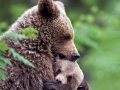 Momma bear carrying her child