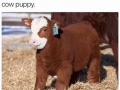 Cow puppy