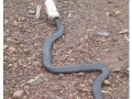 Australia is hell for people who hate snakes