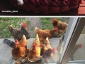 Cat doesn't understand why chicks are so obsessed with him