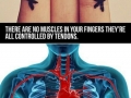 Human body facts