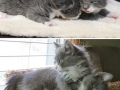 Before and after of animals growing up together