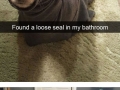 Animal snapchats