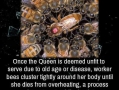 Bee fact