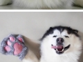 Maru the happy husky that looks like a fluffy panda