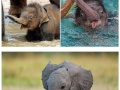 Baby elephants that'll make you smile