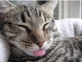 Cats sleeping with their tongues out