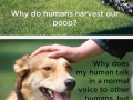 Dog thoughts