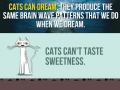 Facts about cats