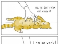 Animal logic