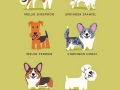 Different kinds of dogs in the world