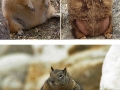 Fat squirrels