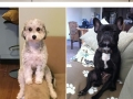 Dogs that cant figure out how to sit