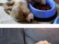 Sweet puppies who take the art of Sleep-Fu to a whole new level