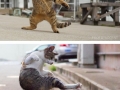 Purrfectly timed cat photos