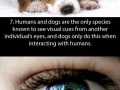 Facts about the eyes