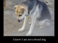 They Are The Best Dogs