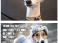 What dogs are really thinking about