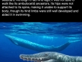 Whalevolution: A brief history of whale evolution