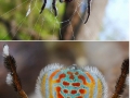 Bizarre spiders species