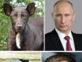 Celebs and their animal lookalikes