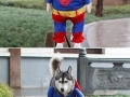 Superdog To The Rescue!