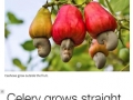 You never thought about how these foods grow