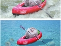 Cute hedgehog on kayak triggers a glorious photoshop battle