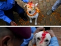 Dogs are blessed with colourful Tilaka during the Tihar festival in Nepal