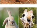 Extremely unphotogenic animals