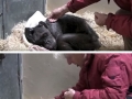 Dying 59 y/o chimp recognises her old caretakers voice