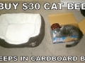 Scumbag cat